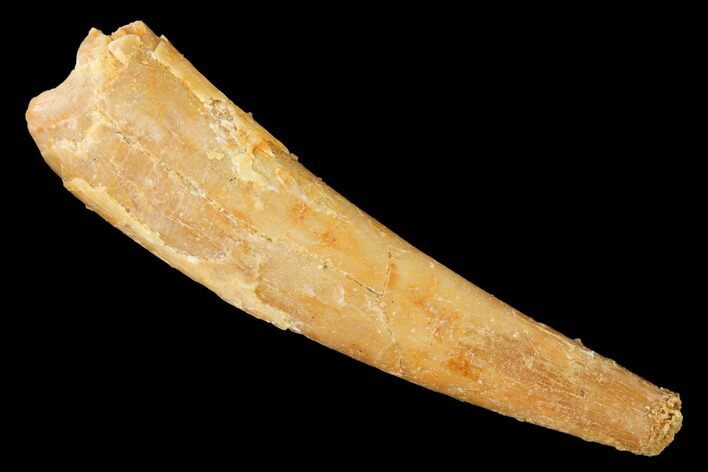 Large, Fossil Pterosaur (Siroccopteryx) Tooth - Morocco #145794